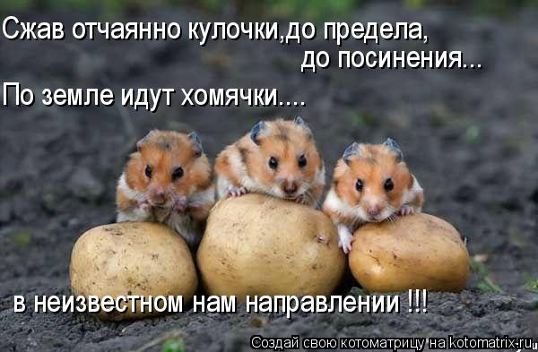 Сжав отчаянно кулочки,до предела, до посинения... в неизвестном нам направлении !!! По земле идут хом... Котоматрица: Сжав отчаянно кулочки,до предела, до посинения... в неизвестном нам направлении !!! По земле идут хомячки....