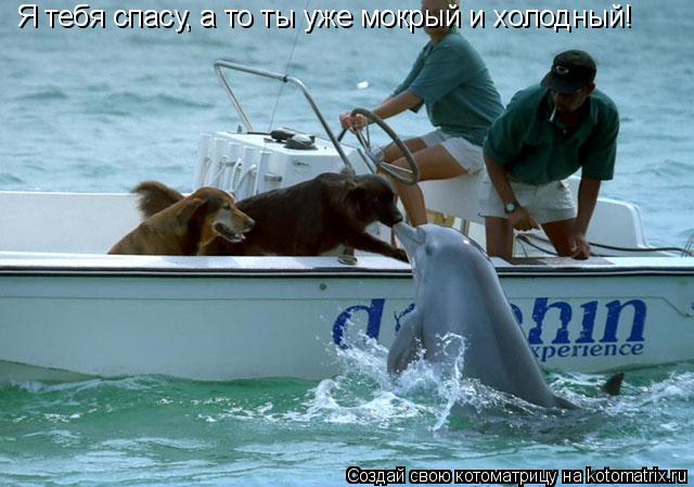Я тебя спасу, а то ты уже мокрый и холодный!... Котоматрица: Я тебя спасу, а то ты уже мокрый и холодный!