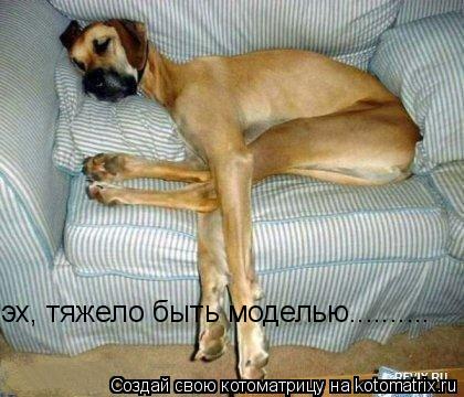 эх, тяжело быть моделью............. Котоматрица: эх, тяжело быть моделью..........