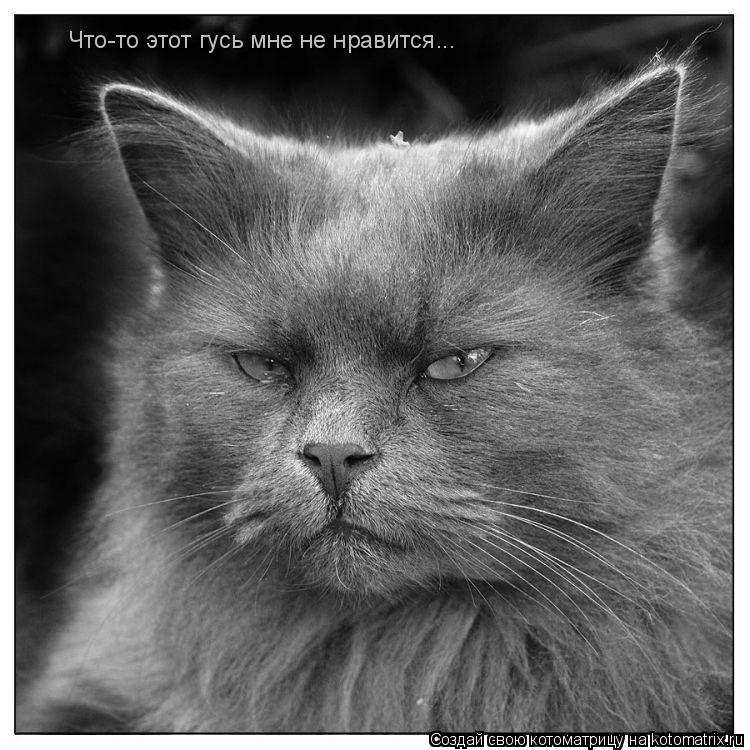 Что-то этот гусь мне не нравится...... Котоматрица: Что-то этот гусь мне не нравится...