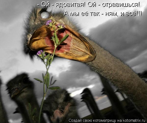 - Ой - ядовитая! Ой - отравишься! А мы её так - ням, и всё!!!... Котоматрица: - Ой - ядовитая! Ой - отравишься! А мы её так - ням, и всё!!!