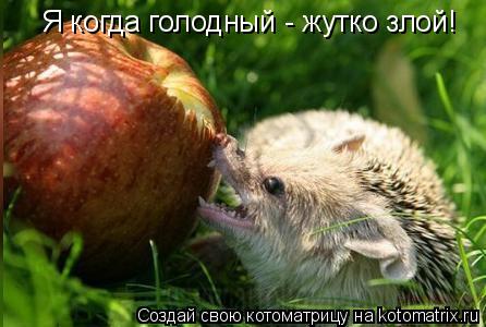 Я когда голодный - жутко злой!... Котоматрица: Я когда голодный - жутко злой!