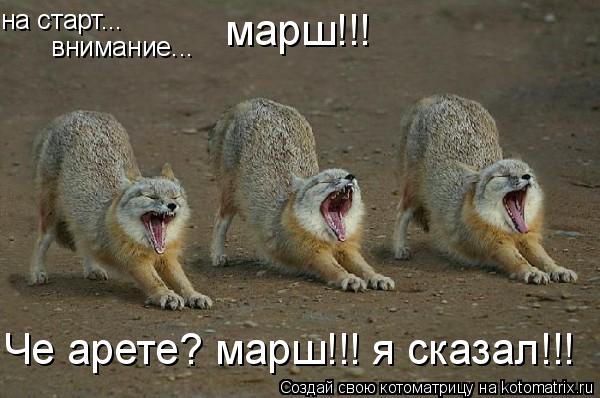на старт... внимание... марш!!! Че арете? марш!!! я сказал!!!... Котоматрица: на старт... внимание... марш!!! Че арете? марш!!! я сказал!!!