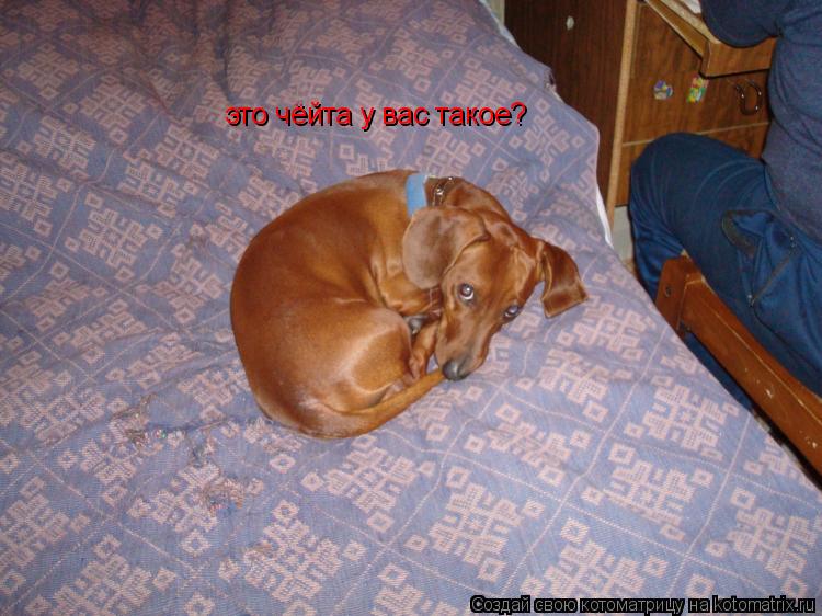 это чёйта у вас такое?... Котоматрица: это чёйта у вас такое?