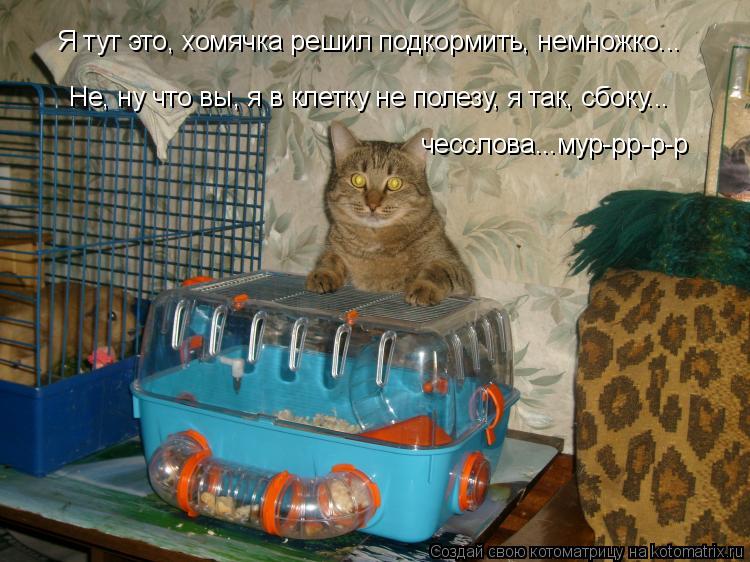 Я тут это, хомячка решил подкормить, немножко... Не, ну что вы, я в клетку не полезу, я так, сбоку...... Котоматрица: Я тут это, хомячка решил подкормить, немножко... Не, ну что вы, я в клетку не полезу, я так, сбоку... чесслова...мур-рр-р-р