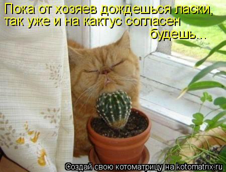Пока от хозяев дождешься ласки, так уже и на кактус согласен будешь...... Котоматрица: Пока от хозяев дождешься ласки, так уже и на кактус согласен будешь...