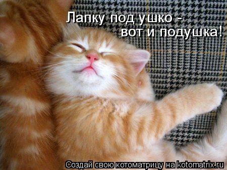 Лапку под ушко - вот и подушка!... Котоматрица: Лапку под ушко - вот и подушка!