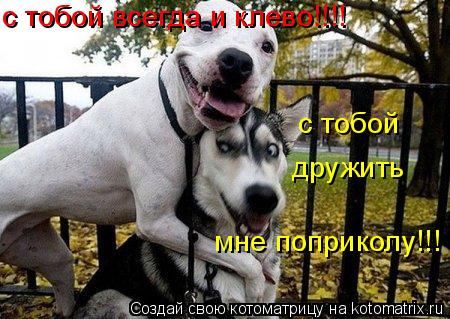 с тобой всегда и клево!!!! с тобой дружить мне поприколу!!!... Котоматрица: с тобой всегда и клево!!!! с тобой дружить мне поприколу!!!
