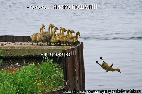 - о-о-о... низко пошел!!! - к дождю!!!... Котоматрица: - о-о-о... низко пошел!!! - к дождю!!!
