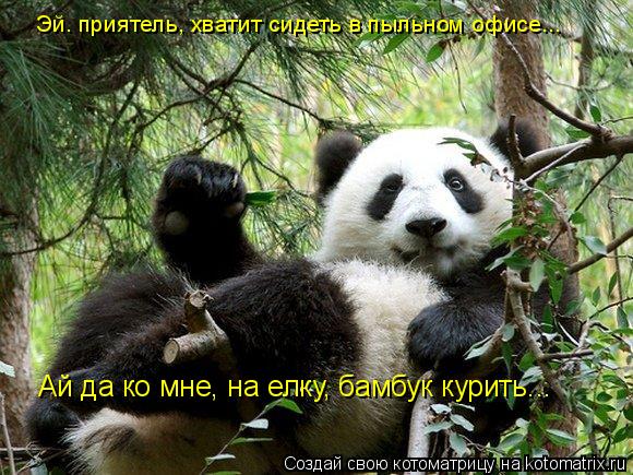 Эй. приятель, хватит сидеть в пыльном офисе... Ай да ко мне, на елку, бамбук курить...... Котоматрица: Эй. приятель, хватит сидеть в пыльном офисе... Ай да ко мне, на елку, бамбук курить...