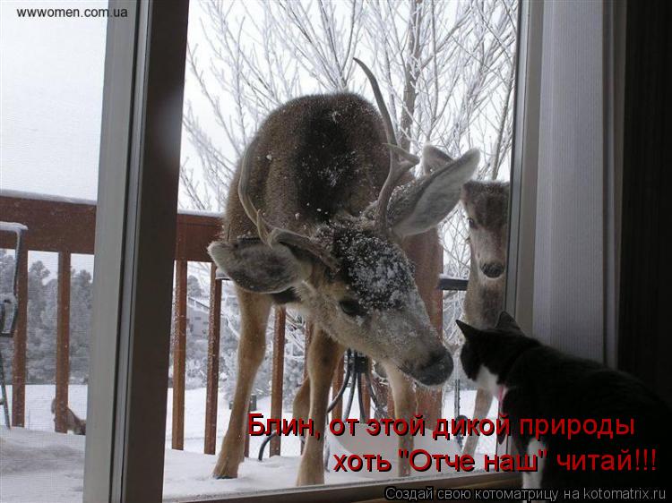 хоть "Отче наш" читай!!! Блин, от этой дикой природы... Котоматрица: хоть "Отче наш" читай!!! Блин, от этой дикой природы