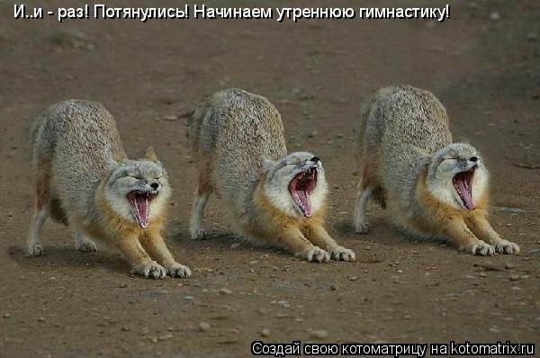 И..и - раз! Потянулись! Начинаем утреннюю гимнастику!... Котоматрица: И..и - раз! Потянулись! Начинаем утреннюю гимнастику!