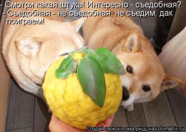 - Смотри какая штука! Интересно - съедобная? - Съедобная - не съедобная, не съедим, дак поиграем!... Котоматрица: - Смотри какая штука! Интересно - съедобная? - Съедобная - не съедобная, не съедим, дак поиграем!