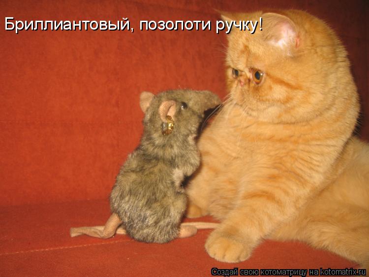 Бриллиантовый, позолоти ручку!... Котоматрица: Бриллиантовый, позолоти ручку!