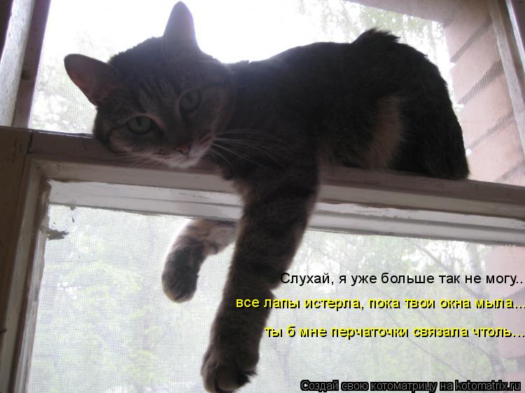 Слухай, я уже больше так не могу... все лапы истерла, пока твои окна мыла... ты б мне перчаточки связ... Котоматрица: Слухай, я уже больше так не могу... все лапы истерла, пока твои окна мыла... ты б мне перчаточки связала чтоль...