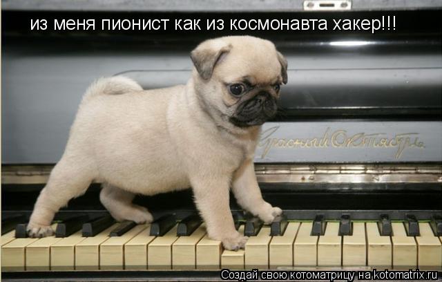 из меня пионист как из космонавта хакер!!!... Котоматрица: из меня пионист как из космонавта хакер!!!