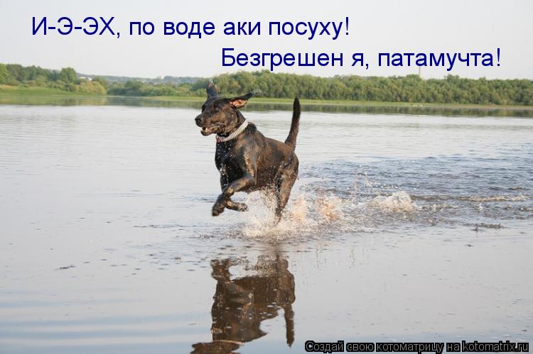 И-Э-ЭХ, по воде аки посуху! Безгрешен я, патамучта!... Котоматрица: И-Э-ЭХ, по воде аки посуху! Безгрешен я, патамучта!