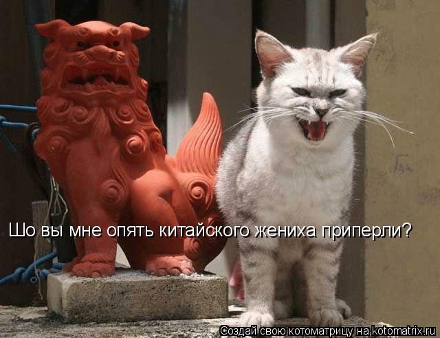 Шо вы мне опять китайского жениха приперли?... Котоматрица: Шо вы мне опять китайского жениха приперли?