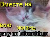 Вместе на всю жизнь... Котоматрица: Вместе на всю жизнь