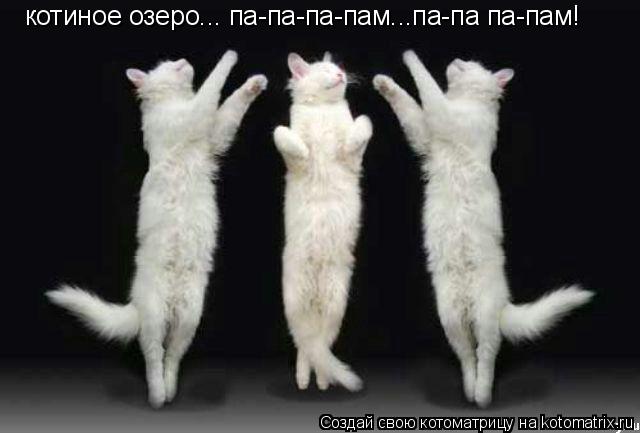 котиное озеро... па-па-па-пам...па-па па-пам!... Котоматрица: котиное озеро... па-па-па-пам...па-па па-пам!