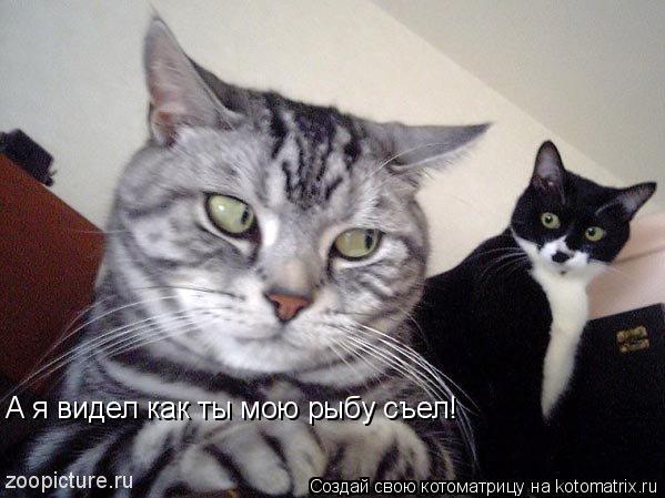 Котоматрица: А я видел как ты мою рыбу съел!