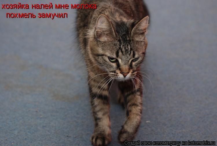 хозяйка налей мне молока похмель замучил... Котоматрица: хозяйка налей мне молока похмель замучил