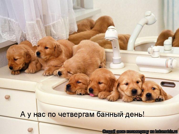 А у нас по четвергам банный день!... Котоматрица: А у нас по четвергам банный день!
