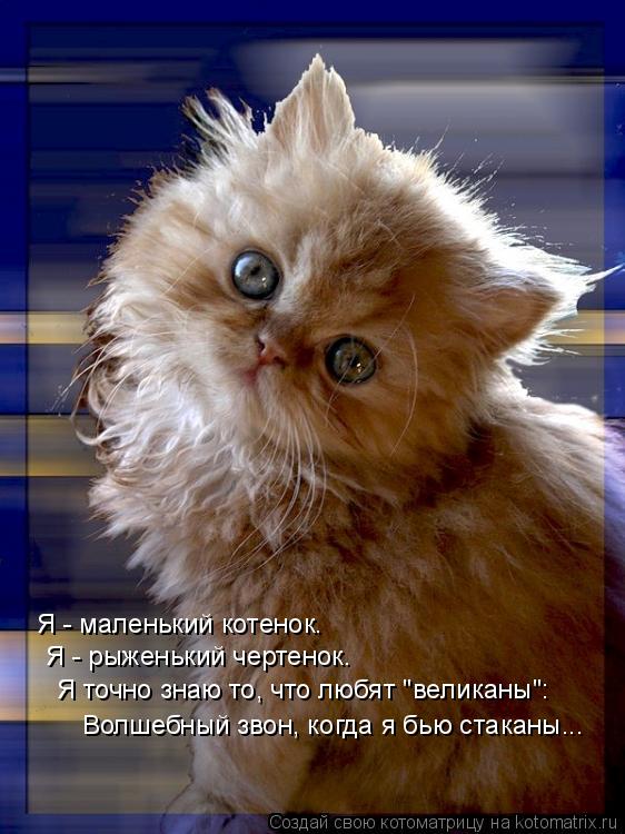 Открытка с прикольным котенком Открытка с прикольным котенком