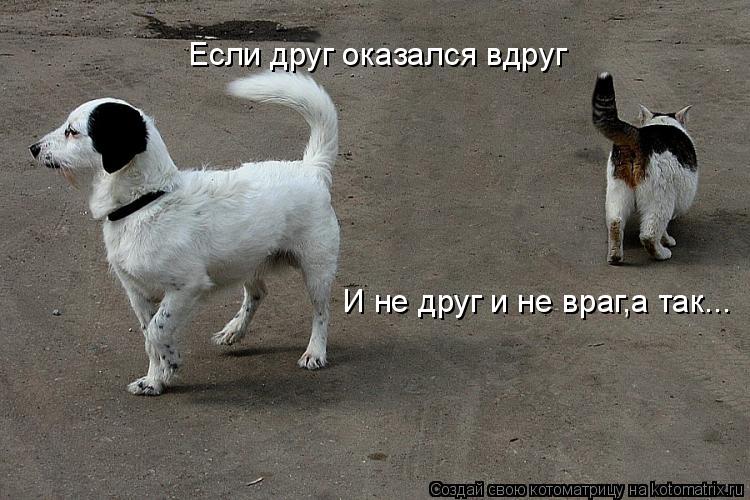Если друг оказался вдруг И не друг и не враг,а так...... Котоматрица: Если друг оказался вдруг И не друг и не враг,а так...