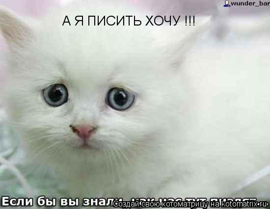А Я ПИСИТЬ ХОЧУ !!!... Котоматрица: А Я ПИСИТЬ ХОЧУ !!!