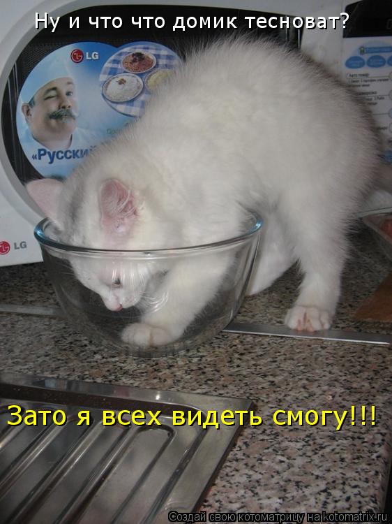 Ну и что что домик тесноват? Зато я всех видеть смогу!!!... Котоматрица: Ну и что что домик тесноват? Зато я всех видеть смогу!!!