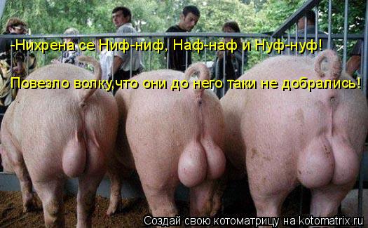-Нихрена се Ниф-ниф, Наф-наф и Нуф-нуф! Повезло волку,что они до него таки не добрались!... Котоматрица: -Нихрена се Ниф-ниф, Наф-наф и Нуф-нуф! Повезло волку,что они до него таки не добрались!
