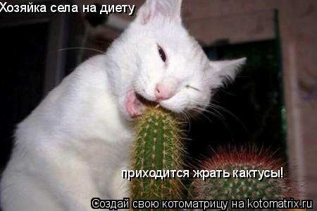 Хозяйка села на диету приходится жрать кактусы!... Котоматрица: Хозяйка села на диету приходится жрать кактусы!