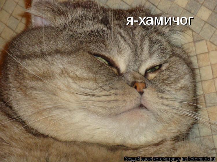 я-хамичог... Котоматрица: я-хамичог