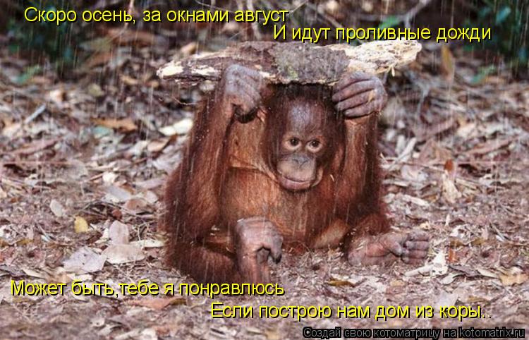 Скоро осень, за окнами август И идут проливные дожди Может быть,тебе я понравлюсь Если построю нам до... Котоматрица: Скоро осень, за окнами август И идут проливные дожди Может быть,тебе я понравлюсь Если построю нам дом из коры..