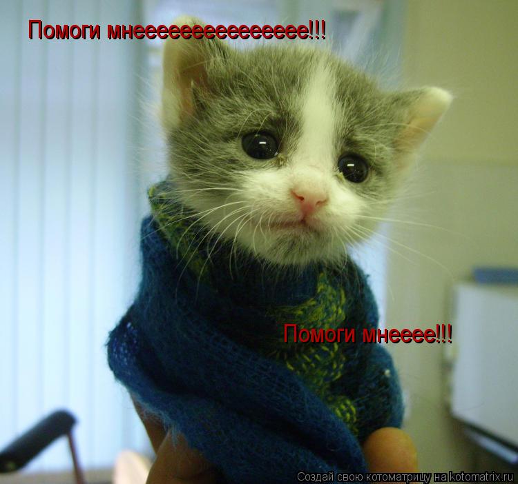 Помоги мнеееееееееееееее!!! Помоги мнееее!!!... Котоматрица: Помоги мнеееееееееееееее!!! Помоги мнееее!!!