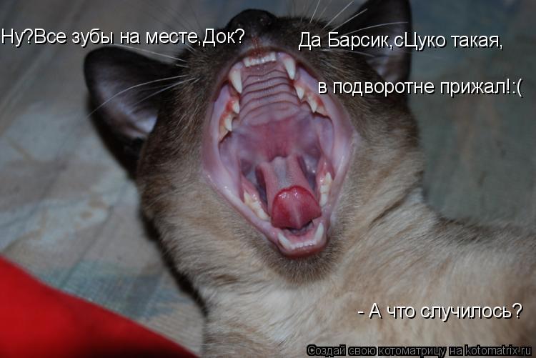 Ну?Все зубы на месте,Док? - А что случилось? Да Барсик,сЦуко такая, в подворотне прижал!:(... Котоматрица: Ну?Все зубы на месте,Док? - А что случилось? Да Барсик,сЦуко такая, в подворотне прижал!:(