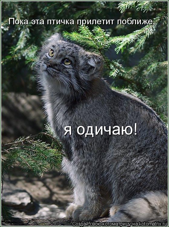 Пока эта птичка прилетит поближе, я одичаю!... Котоматрица: Пока эта птичка прилетит поближе, я одичаю!