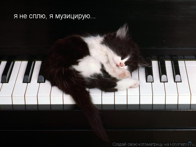 я не сплю, я музицирую...... Котоматрица: я не сплю, я музицирую...