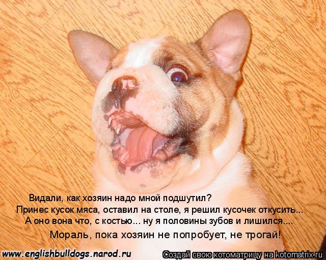 Видали, как хозяин надо мной подшутил? Принес кусок мяса, оставил на столе, я решил кусочек откусить.... Котоматрица: Видали, как хозяин надо мной подшутил? Принес кусок мяса, оставил на столе, я решил кусочек откусить... А оно вона что, с костью... ну я половины