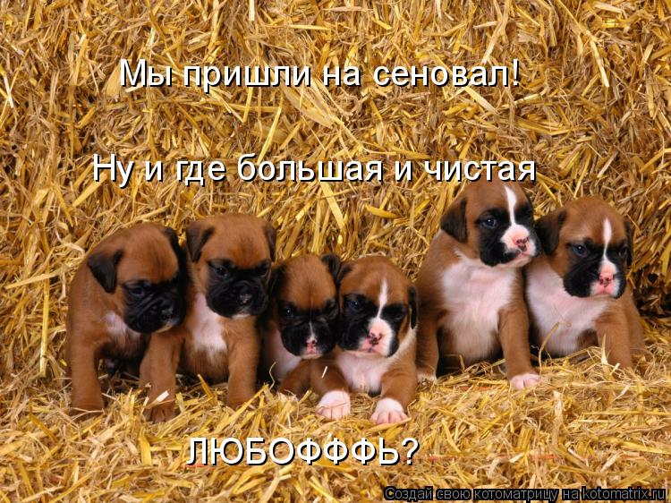 Мы пришли на сеновал! Ну и где большая и чистая ЛЮБОФФФЬ?... Котоматрица: Мы пришли на сеновал! Ну и где большая и чистая ЛЮБОФФФЬ?