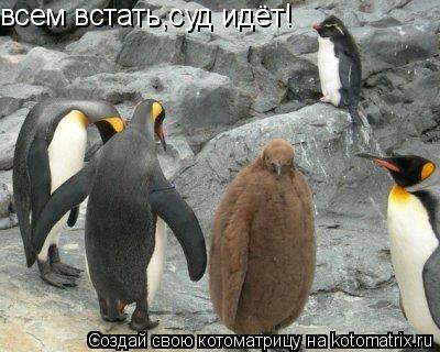 всем встать,суд идёт!... Котоматрица: всем встать,суд идёт!