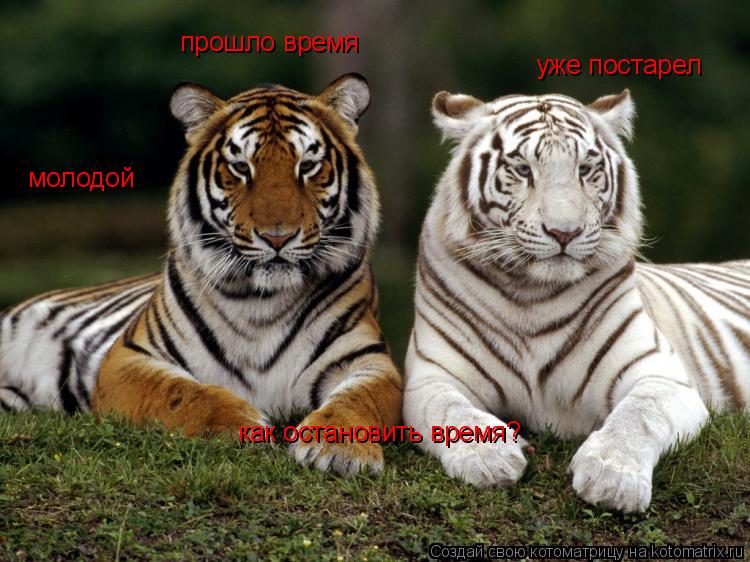 молодой прошло время уже постарел как остановить время?... Котоматрица: молодой прошло время уже постарел как остановить время?