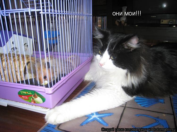 они мои!!!... Котоматрица: они мои!!!
