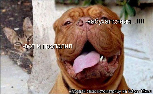 -набухалсяяяя...!!!! -вот и пропалил... Котоматрица: -набухалсяяяя...!!!! -вот и пропалил