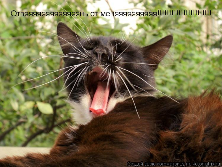 Отвяяяяяяяяяяяяянь от меняяяяяяяяяя!!!!!!!!!!!!!!!!!!!!!!!... Котоматрица: Отвяяяяяяяяяяяяянь от меняяяяяяяяяя!!!!!!!!!!!!!!!!!!!!!!!