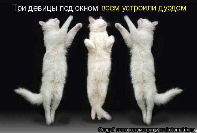 Три девицы под окном всем устроили дурдом... Котоматрица: Три девицы под окном всем устроили дурдом