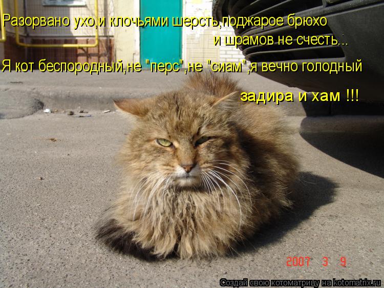 и шрамов не счесть... Я кот беспородный,не "перс",не "сиам",я вечно голодный Разорвано ухо,и клочьями... Котоматрица: и шрамов не счесть... Я кот беспородный,не "перс",не "сиам",я вечно голодный Разорвано ухо,и клочьями шерсть,поджарое брюхо задира и хам !!!