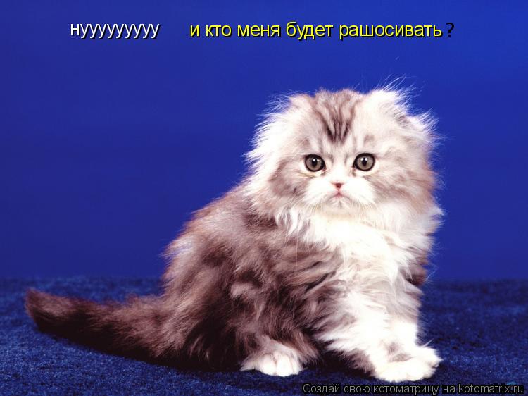 нууууууууу и кто меня будет рашосивать ?... Котоматрица: нууууууууу и кто меня будет рашосивать ?