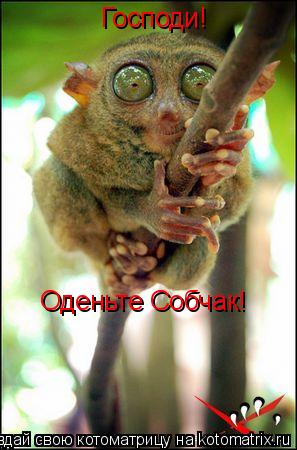 Господи! Оденьте Собчак!... Котоматрица: Господи! Оденьте Собчак!